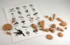 Fossil Kit, set/10