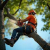 Tree Pruning Gear